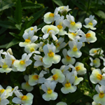 Nemesia Neminio Up White Lemon